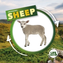 Bertrand.pt - Life Cycle Of A Sheep
