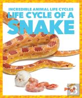 Life Cycle Of A Snake