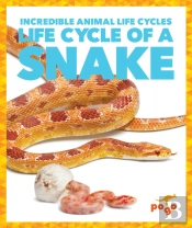 Life Cycle Of A Snake