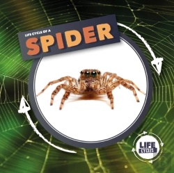 Bertrand.pt - Life Cycle Of A Spider