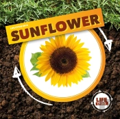 Life Cycle Of A Sunflower