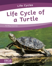 Life Cycle Of A Turtle