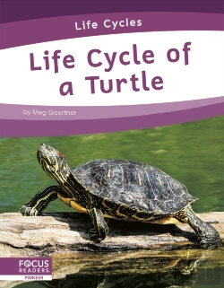 Bertrand.pt - Life Cycle Of A Turtle