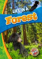 Life In A Forest