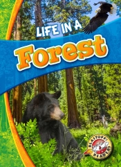 Life In A Forest