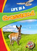 Life In A Grassland