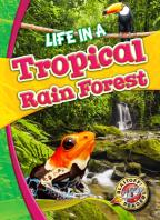 Life In A Tropical Rain Forest