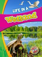 Life In A Wetland