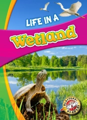 Life In A Wetland
