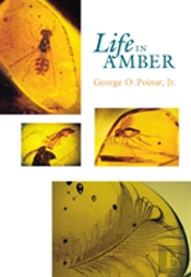 Life In Amber