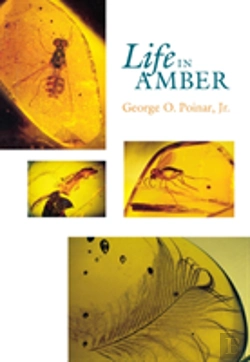Bertrand.pt - Life In Amber