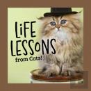 Life Lessons From Cats