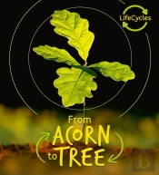 Lifecycles - Acorn To Tree