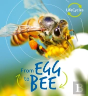 Lifecycles: Egg To Bee