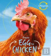 Lifecycles: Egg To Chicken