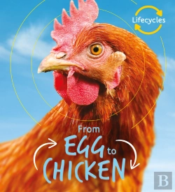 Bertrand.pt - Lifecycles: Egg To Chicken