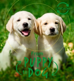 Bertrand.pt - Lifecycles - Pup To Dog