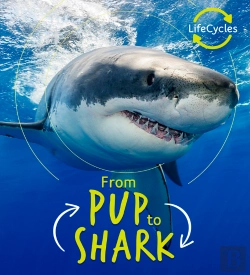 Bertrand.pt - Lifecycles - Pup To Shark