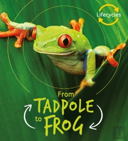 Bertrand.pt - Lifecycles: Tadpole To Frog