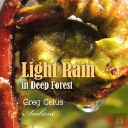 Bertrand.pt - Light Rain In Deep Forest