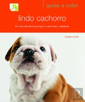Lindo Cachorro