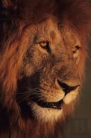 Lion Drawing Book Part 1