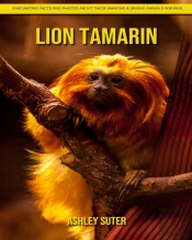 Lion Tamarin