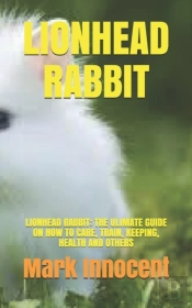 Lionhead Rabbit