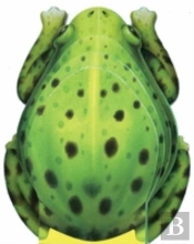 Little Frog