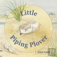 Little Piping Plover