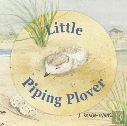 Bertrand.pt - Little Piping Plover