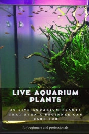 Live Aquarium Plants