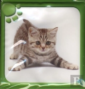 Livre Bain Animaux Mignons