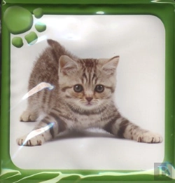 Bertrand.pt - Livre Bain Animaux Mignons