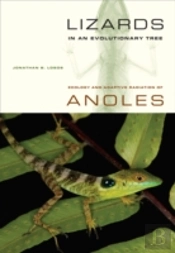Lizards In An Evolutionary Tree