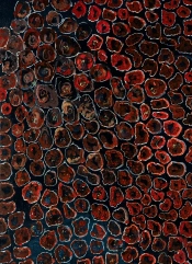 L'Oeil Nu : Que La Nature Soit Peinture
