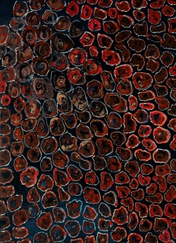Bertrand.pt - L'Oeil Nu : Que La Nature Soit Peinture
