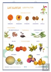 Los Frutos Las Plantas Y Sus Utilidades