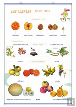 Bertrand.pt - Los Frutos Las Plantas Y Sus Utilidades