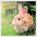 Love Is A Bunny