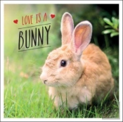 Love Is A Bunny