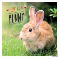 Bertrand.pt - Love Is A Bunny