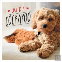 Bertrand.pt - Love Is A Cockapoo
