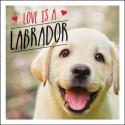 Love Is A Labrador