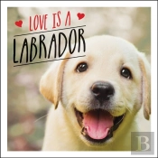 Love Is A Labrador