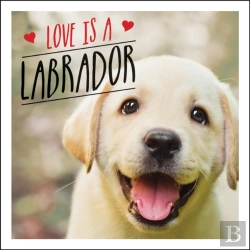 Bertrand.pt - Love Is A Labrador