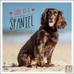 Bertrand.pt - Love Is A Spaniel