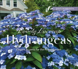 Bertrand.pt - Lovely Lacecap Hydrangeas