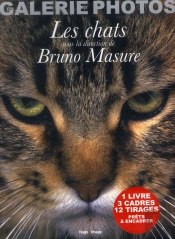 Ma Galerie Photos De Chats