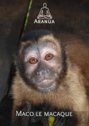 Maco Le Macaque
